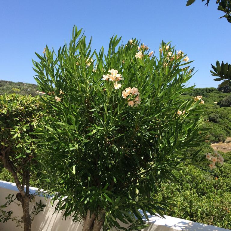 Sea Breeze Apartments Chios Monolia Eksteriør bilde